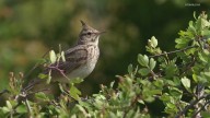 Groundbreaking new SIU research finds birds are staying awake longer in light