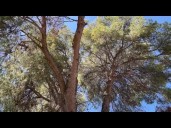 Mesa homeowner having neighbor's tree removed to prevent possible fall