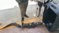 Pánico en colonia de Tulum por la aparición de un cocodrilo, vecinos lo atraparon