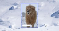 Sorprendente: así reacciona un león al ver nieve por primera vez
