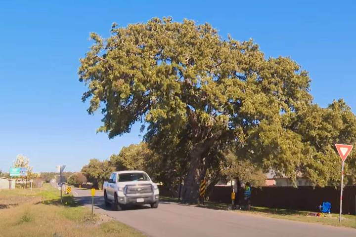 Texas City Relocating 400-Year-Old Tree Called 'Jolene' for Nearly $1M