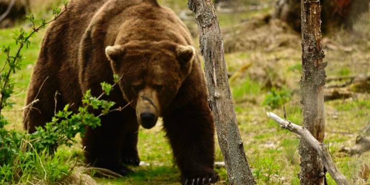 Bears compete for heavyweight title in Katmai National Park for Fat Bear Week 2025