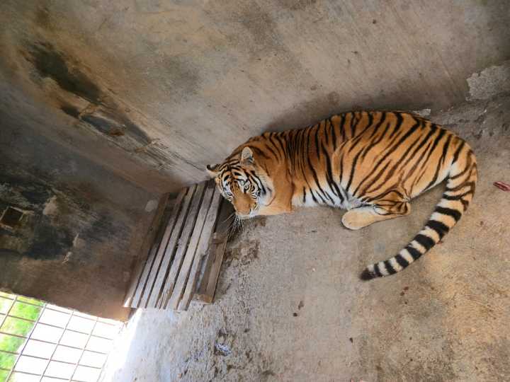 Durante cateo fueron asegurados cuatro felinos salvajes