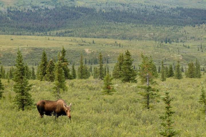 NPCA calls for national parks to close if government shuts down
