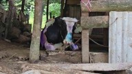 Confirman Primer Caso de Gusano Barrenador en Toro Joven de Ixtaczoquitlán, Veracruz