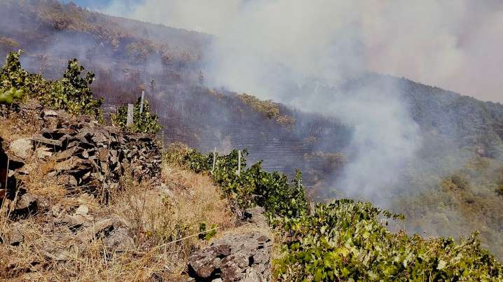 Un paisaje vitícola medieval a la vista tras el fuego que se detuvo en O Eivedo