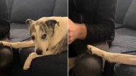 Georgia Man’s Jealous Dog Throws Side-Eye At His Girlfriend And The Internet Can’t Stop Laughing