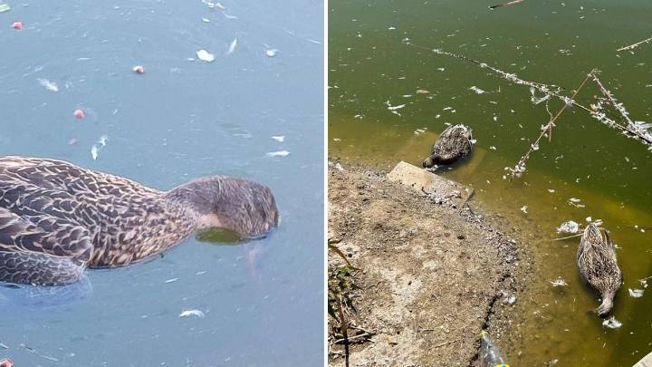 El Ayuntamiento de Málaga investigará la aparición de las aves muertas en el Parque de Huelin