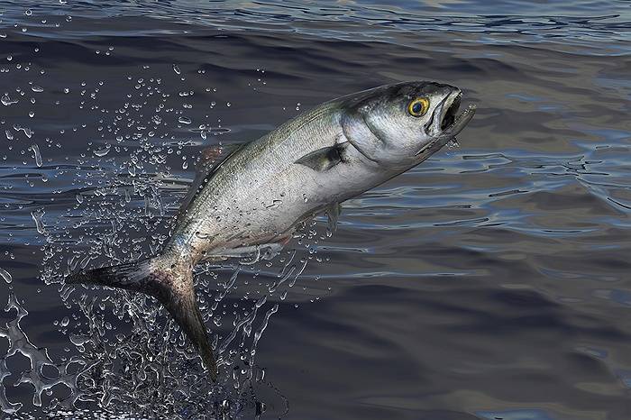 Town of Oyster Bay to Host Famous Bluefish Tournament Sunday, Sept. 14