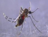 Se desbordan los casos de dengue y chikungunya en Bangladesh