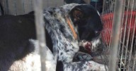 Reportan dos ataques de perros: una mujer en CDMX pierde el brazo y una bebé muere en Tamaulipas