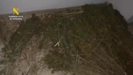 Guardia Civil detiene a dos individuos con más de un centenar de plantas de marihuana