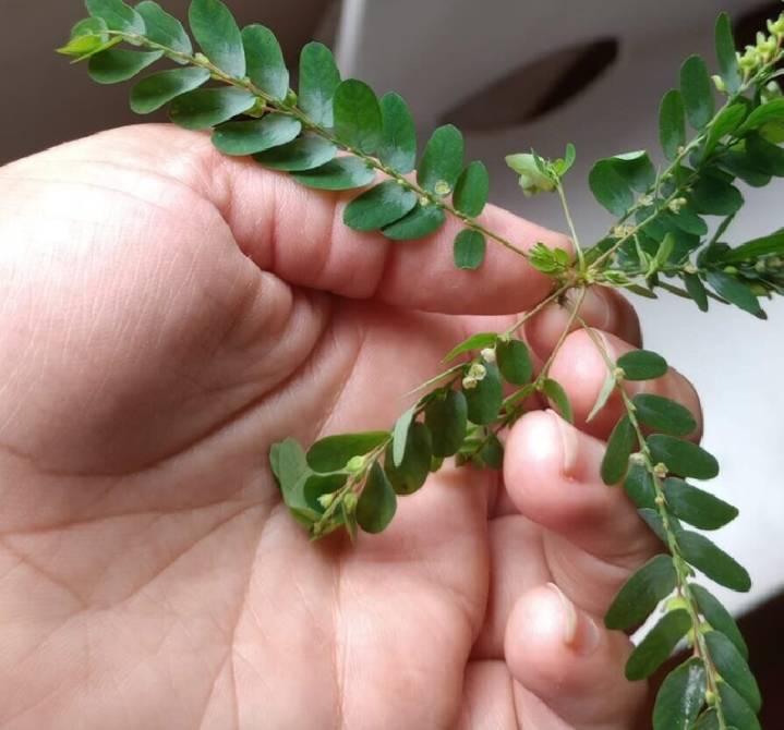 CORRIENTES: Avances en la Identificación del  Potencial Antidiabético y Antioxidante de plantas nativas del NEA