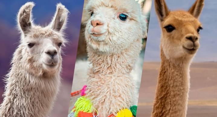 ¿Sabías que las llamas, vicuñas y alpacas son nuestro orgullo nacional?