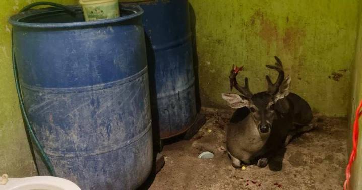 Rescatan a venado herido que ingresó a un domicilio en Magdalena Contreras