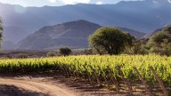 How the Elevation Grapes Are Grown at Affect a Wine's Flavor