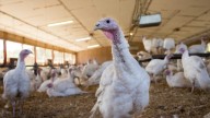 USDA Confirms Over 500K Bird Flu Cases Among ND, SD, MT, MN