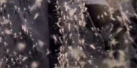 Cómo es la superfábrica de mosquitos que busca proteger a 140 millones de personas del dengue