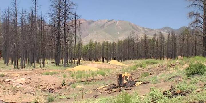 Some fire restrictions lifted for Grand Canyon South Rim, Coconino National Forest