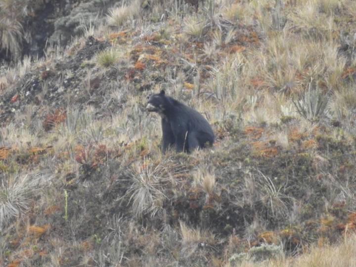 Avistamiento de oso de anteojos en Palmira: Llamado a la protección de esta especie