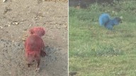 East Hartford Animal Control seeks those behind painted squirrels