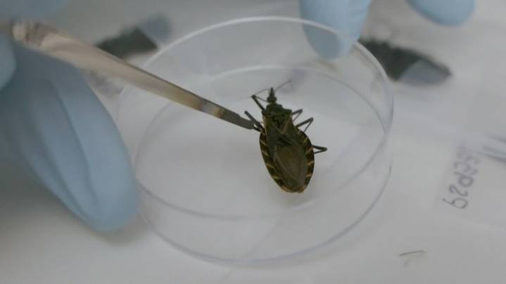 Kissing bugs in Ohio: What to know about the insects linked to a potentially life