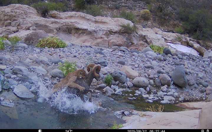 Cámara capta a puma cazando a un borrego cimarrón en el Valle de los Cirios