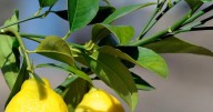 It may take another year for citrus to recovery from snow