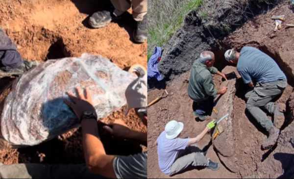 Entre Ríos: extraen restos fósiles de un gliptodonte hallado en zona rural