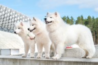 13 Rugged Dog Breeds Built for Winter Days