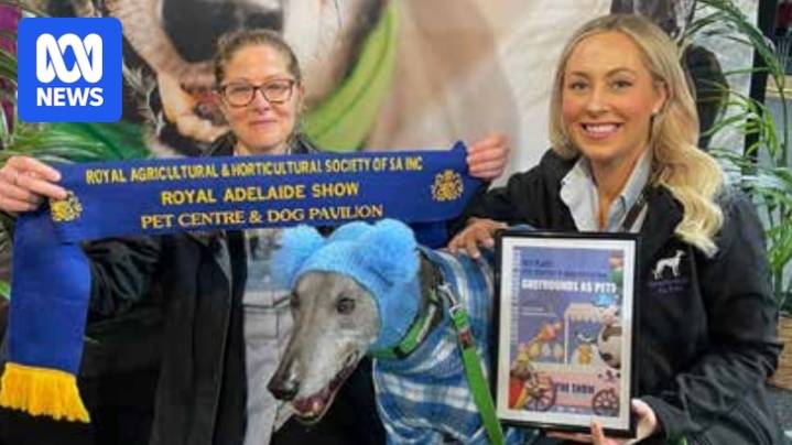 Greyhound Racing SA faces trainer boycott after animal re