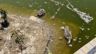 Echan el cierre al Parque de Huelin tras la muerte de 20 aves por si se trata de gripe aviar