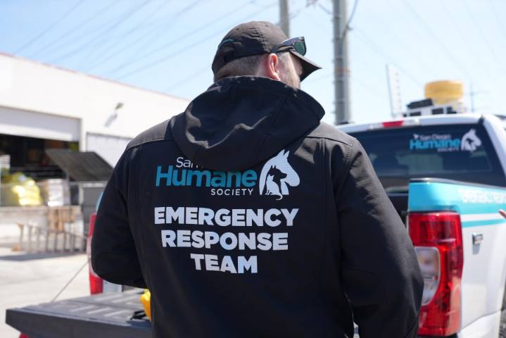 How to keep your pet safe during emergencies 