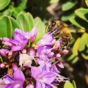 El ICA realiza acciones de acompañamiento en los episodios de muerte de abejas en el País