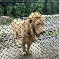 Scrutiny on Thai zoo grows after lion attack