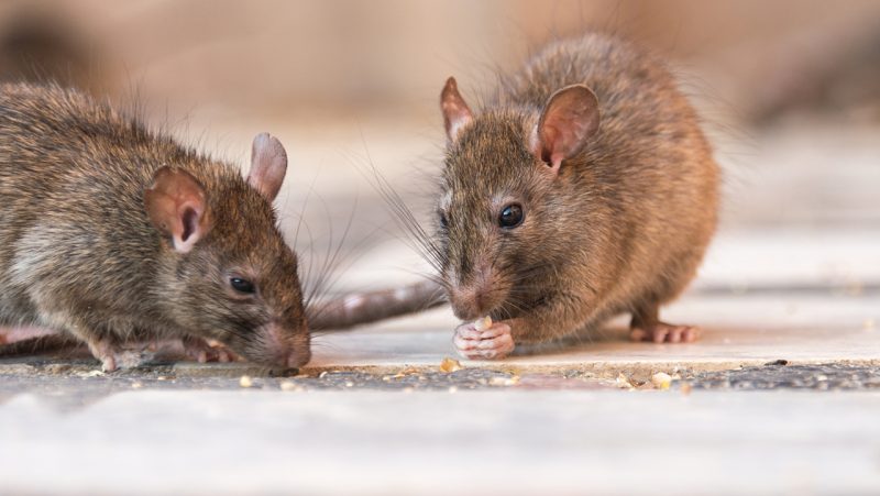 Which creepy-crawlers will bother you through the Colorado cold?