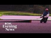 Massachusetts cranberry bogs restored into wetlands amid economic headwinds