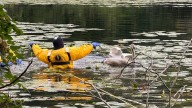 Attleboro firefighters rescue entangled swan
