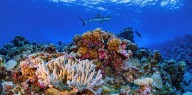 Los científicos confirman cuál fue uno de los primeros animales de la Tierra