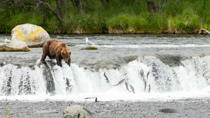 Fat Bear Week 2025: Here’s what to know and how to vote for your favorite chunky contender
