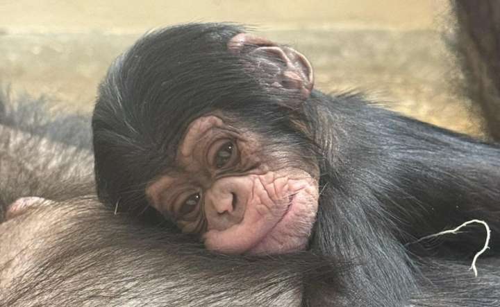 Adorable baby chimpanzee born at area zoo now has a name
