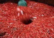 New England's shrimp industry is struggling, with fishermen catching few in 2025