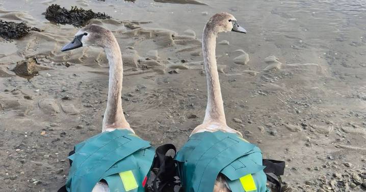 Two swans spotted 'weaving out and out of traffic' in Aberdeen rescued by sanctuary