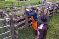 Del 5 de mayo al 21 de junio de 2025 se realizará el primer ciclo de vacunación contra la fiebre aftosa y brucelosis bovina