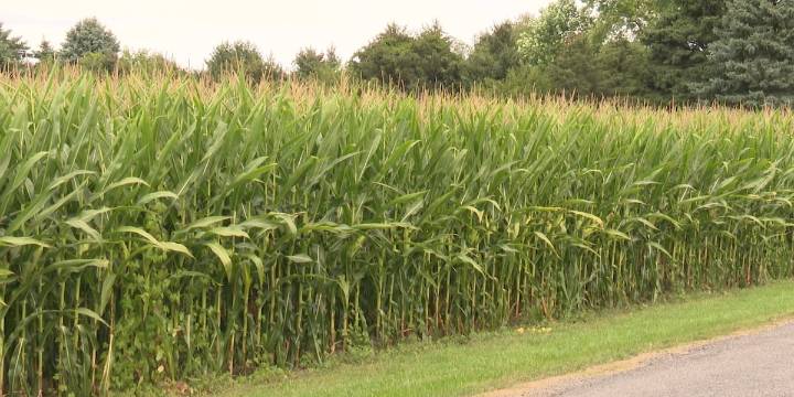 Michiana corn, soybean farmers face market uncertainty
