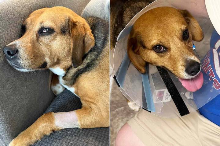 Rescue Dog Spends Days in Hospital After Eating Rabies Vaccine Baits Found in Yard (Exclusive)