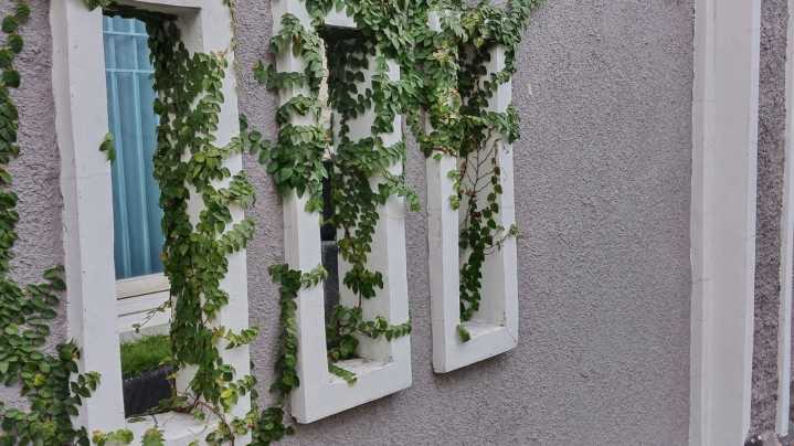 How To Get Rid Of Creeping Fig Once And For All
