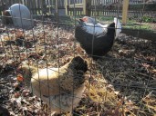 Aurora panel tables talk of lifting ban on backyard chickens