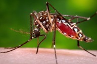 2 new West Nile virus cases detected in Mass.; risk level high in 43 towns, cities
