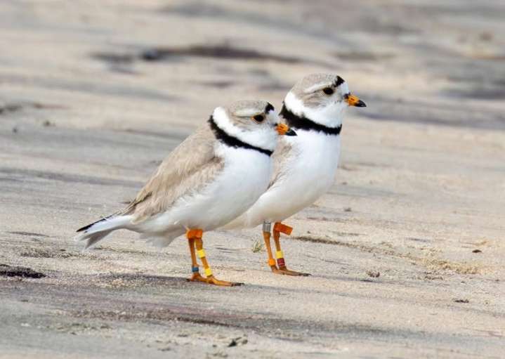 Like father, like son: Great Lakes piping plover family spotted wintering together in the South